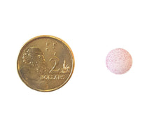 Load image into Gallery viewer, BN B12 - Vitamin B12 Melts - 1 Bottle
